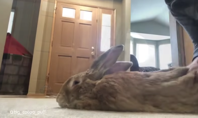 Illustration de l'article : Un lapin de compagnie gigantesque fait presque la même taille que sa soeur humaine de 3 ans !